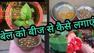 बेल का पौधा बीज से कब और कैसे उगाएHow to Grow Wood Apple Tree at HomeGrow Aegle Marmelos from Seed [upl. by Rma]