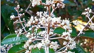 Miconia alborufescens  Caneladevelho [upl. by Aretina457]