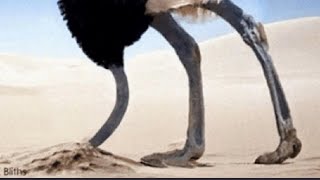 quotThe Shocking Truth About Ostriches and the Burying Their Heads in the Sand Myth [upl. by Adnilemre704]