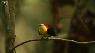 Wiretailed Manakin Courtship Display [upl. by Inaliak]