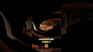 The Dragonfish The Most Disturbing Deep Sea Predator [upl. by Chaffin]