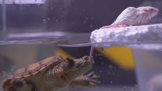 Snapping turtle hunts mouse underwater [upl. by Gittel]