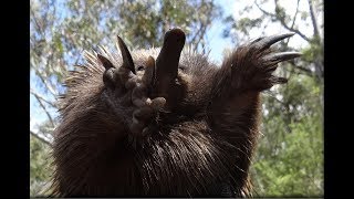 Echidnas in the wild [upl. by Lonne]