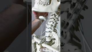 HYOID BONE  DETAILS  By Dr Tom biology neet science shorts viralshorts trending [upl. by Wernick784]