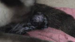 Cat Giving Birth amp Eating Stillborn Kitten [upl. by Klinger]