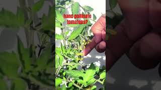 How to Hand pollinate tomatoesshorts [upl. by Pylle]