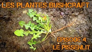 Le pissenlit plante comestible et médicinale [upl. by Zoie]