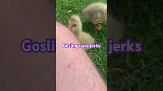 Geese jerks violette1st foodhumor funny rage memes Bill William Geese [upl. by Karita]