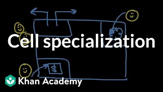 Cell specialization  Genes cells and organisms  High school biology  Khan Academy [upl. by Nivlem494]