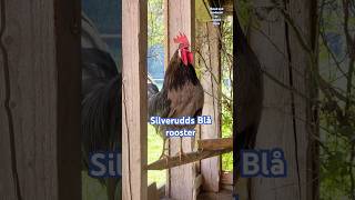 Silverudds Blå rooster crowing  Beautiful chicken breed from Sweden chickens rooster farming [upl. by Adahs710]