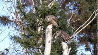 Barred Owl pair calling [upl. by Jules]