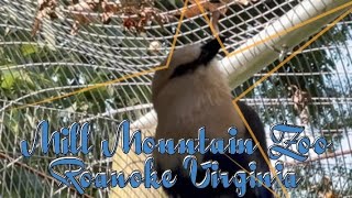 Mill Mountain Zoo Roanoke Virginia October 13th 2024 🌟 [upl. by Hesoj]