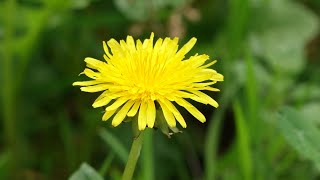 Diente de león  Taraxacum officinale [upl. by Karlotte]