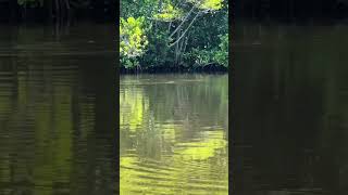 Tailing Redfish fishing [upl. by Jaquiss277]