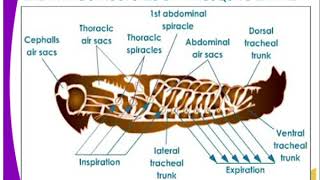 Respiratory System of Insect  Insect Anatomy  Entomology [upl. by Eniahpets]