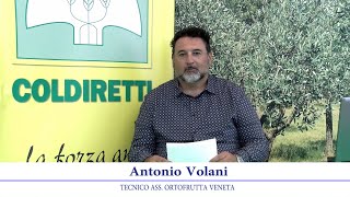 Notiziario frutticolo 4 ottobre 2024 [upl. by Neyud]