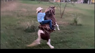 DE RANCHEROS A CABALLO  REPARÓ EL PONI SALVAJE 🤣  Grillo La Duda [upl. by Eitsirc933]