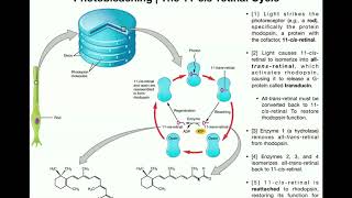 Anatomy  Vision Part 2  Photoreceptor Signaling amp Photobleaching [upl. by Riki]