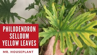 Nutrient deficiencies in philodendron selloum How to recover philodendron selloum [upl. by Delacourt944]