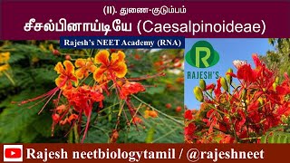 Caesalpiniaceae  Sub family of Leguminosaceae Rajesh NEET Academy RNA  rajeshneet  RNBT RNA [upl. by Gorden]