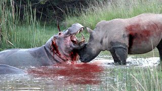 Fierce Hunt In The Wild ►Rhino Vs Hippo In River Battle 4K UHD TV [upl. by Lrub]