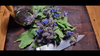 Borage  tincture and oil for skin care [upl. by Arodaeht694]