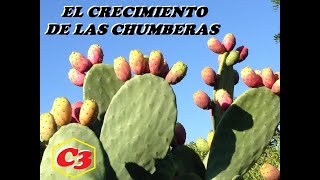 LAS CHUMBERAS Y SU CRECIMIENTO [upl. by Adeline]