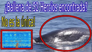 ENCUENTRAN a la quotBallena más Solitaria del Mundoquot Whalien 52  Ballena de 52 Hercios [upl. by Tonjes]