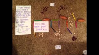 Action Potential Demonstration [upl. by East]