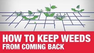 How to Keep Weeds From Coming Back  Ace Hardware [upl. by Anemolihp]