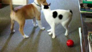 japanese bobtail meets smooth collie puppy [upl. by Aciria]