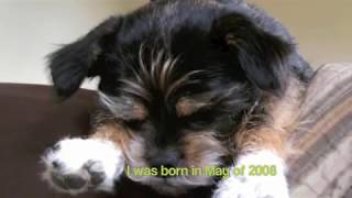 Charlie the dog FCE Fibrocartilaginous Embolism Splash Canine Hydrotherapy amp Recovery Video [upl. by Oirasan539]