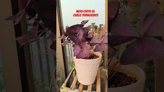 Oxalis triangularis  Gardening  Terrace Garden natuturesmotivation53 youtube youtubeshorts [upl. by Chouest561]