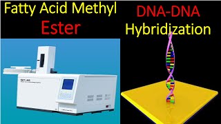 Fatty Acids Methyl Ester FAME II DNA DNA Hybridization II Molecular Identification of Bacteria [upl. by Beth]