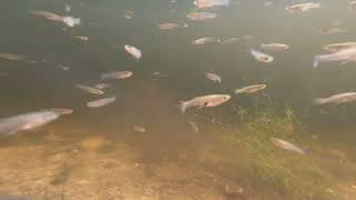 Hundreds of Wild Guppies in Florida pond [upl. by Aihsinyt]