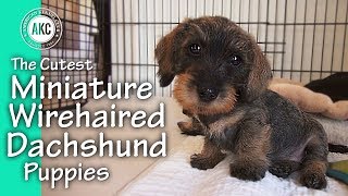 The Cutest Miniature Wirehaired Dachshund Puppies [upl. by Neely213]