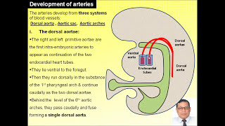 10Magdy Said Special Embryology development of arteries [upl. by Marijo]