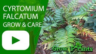 Cyrtomium falcatum  grow amp care Japanese holly fern [upl. by Terese]