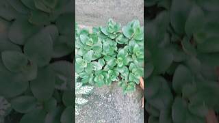 Garden vlog🪴🌳💐 youtubeshorts ytshorts vlog garden [upl. by Feirahs]