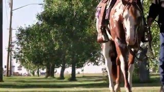 The New Tallent  APHA Stallion [upl. by Enniroc]