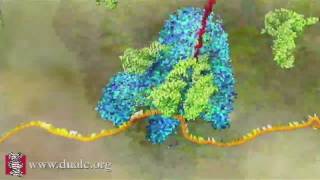 mRNA Translation Advanced [upl. by Leinaj29]