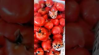 CHOTU KA CAT TOMATO shorts FACTFIREKING [upl. by Sower]