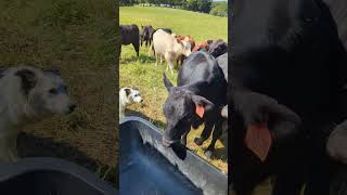 Border Collie herding cattle [upl. by Editha]