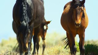 Brutal Stallion Mating Fight  4K UHD  Planet Earth II  BBC Earth [upl. by Hoenack]