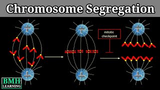 Chromosome Segregation [upl. by Epotimet689]