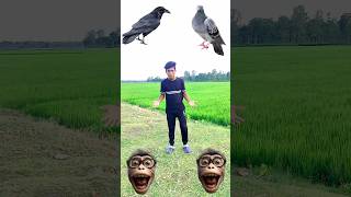 parrot pingen crow peacock 🦚 shortsfeed viralvideos shortvideos short trendingyoutube conten [upl. by Akzseinga]