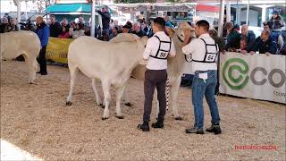 44a MOSTRA NAZIONALE BOVINI DI RAZZA PIEMONTESE  LA SFILATA A FOSSANO CN DOM 10  11  2024 [upl. by Kistner61]