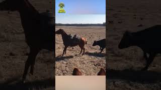 Brave Horse Saves Human From A Charging Cow shorts [upl. by Koeninger]