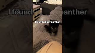 I FOUND A BABY PANTHER 😳 panther blackpanther catsofinstagram wildcats endangeredspecies cats [upl. by Shaina]