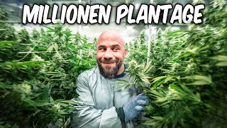 Cannabis als Medizin 🥦 1 Tag GrasErnte [upl. by Nevile]